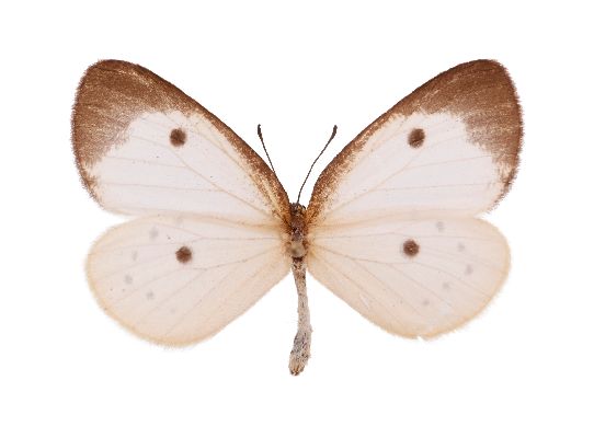 Pentila picena male UPS